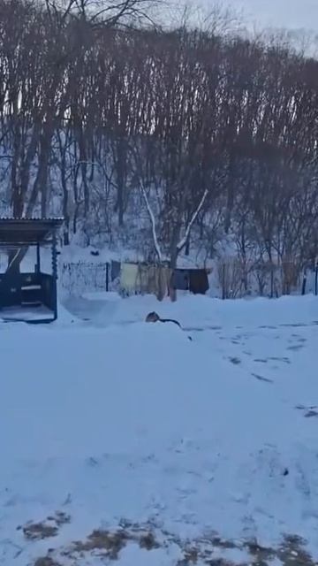 Пушистые странники смотреть онлайн