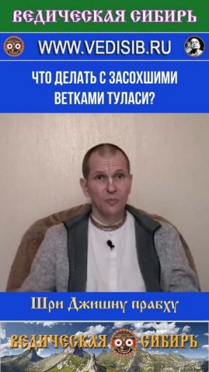 Что делать с засохшими ветками Туласи?