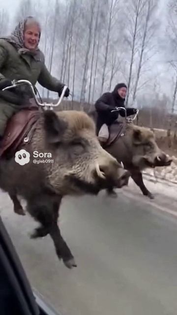Бабки верхом на кабанах
