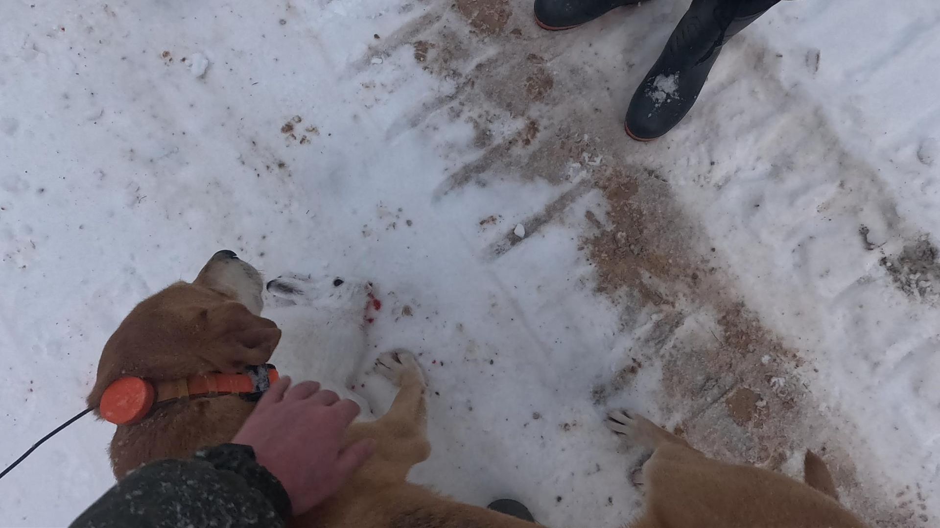 Охота на зайца 18.01.2026 смотреть онлайн