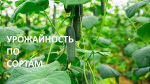 Урожай огурцов  по сортам - обзор  в моей теплице.