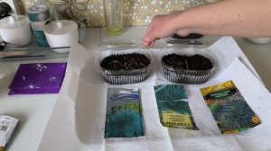 Сею Овсяницу🌾🌾🌾. Пеларгонию🍀🍀🍀