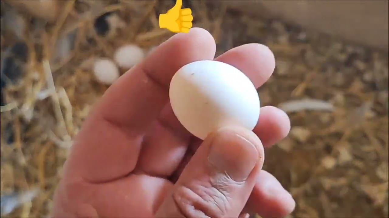 Три голубя насиживают