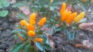 Декоративный кустарниковый перец (Capsicum annuum) сорта, похожего на «Брызги солнца»