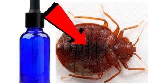 Как избавиться от Клопов За 3 Секунды..!!!...!!!...!!!.