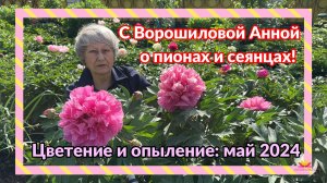 ИТО-гибрид "BELLE TOULOUSAINE"/Сад Ворошиловой