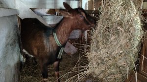 25-01-2026 Рептух своими руками / как легко связать рептух для коз.