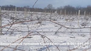 заготовка лозы