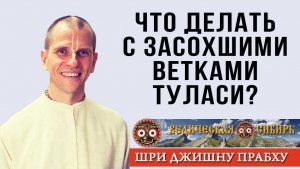 Что делать с засохшими ветками Туласи?