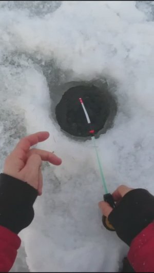 ПОКЛЕВКА ХАРИУСА