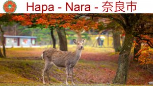 Японский город, где больше всего в Мире меди в Будде, дерева и фонарей в Храме и очень умных оленей