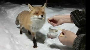 Нагулялась, можно отъедаться)