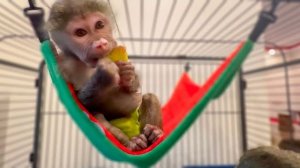 Ангелина СТАЛА СЕРЬЕЗНОЙ, а Люсе и Соне очень понравился новый гамак!