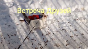 ВСТРЕЧА ДРУЗЕЙ