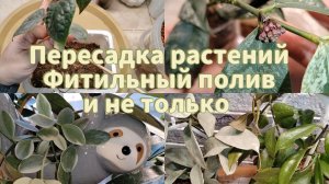 Пересадка растений | Антуриумы, алоказия, хойи |  Фитильный полив и не только