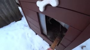 ВЕРНУЛСЯ В ДЕРЕВНЮ. ЧТО НОВОГО ЗАГОТОВКИ НА ЗИМУ.