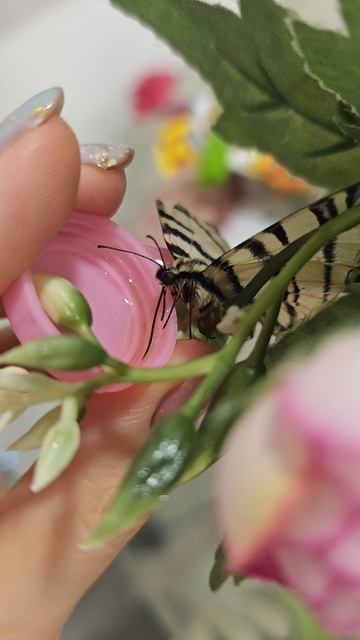 С 9 по 24 января с нами жила бабочка 🦋. Её жизнь закончилась, а в памяти у нас останется