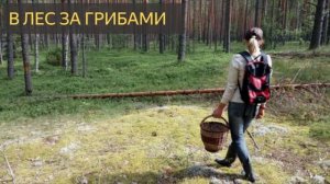 В лес за грибами (Мистическая история, заблудилась, тропинка, ямы)
