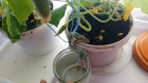 Огурцы зимой на окне