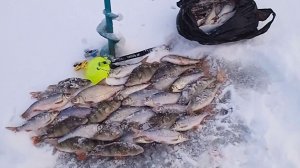 Безмотылка в затоне реки Ахтуба была на высоте.