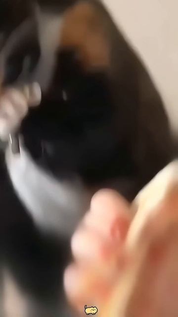 1000103403.mp4 смотреть онлайн