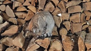 Борьба со снегом, сало на дереве и маленький цветок