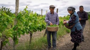 Фаршированные Виноградные Листья - Нестареющее Традиционное Блюдо ✨🌿