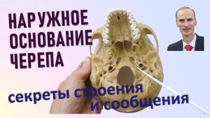 Наружное основание черепа