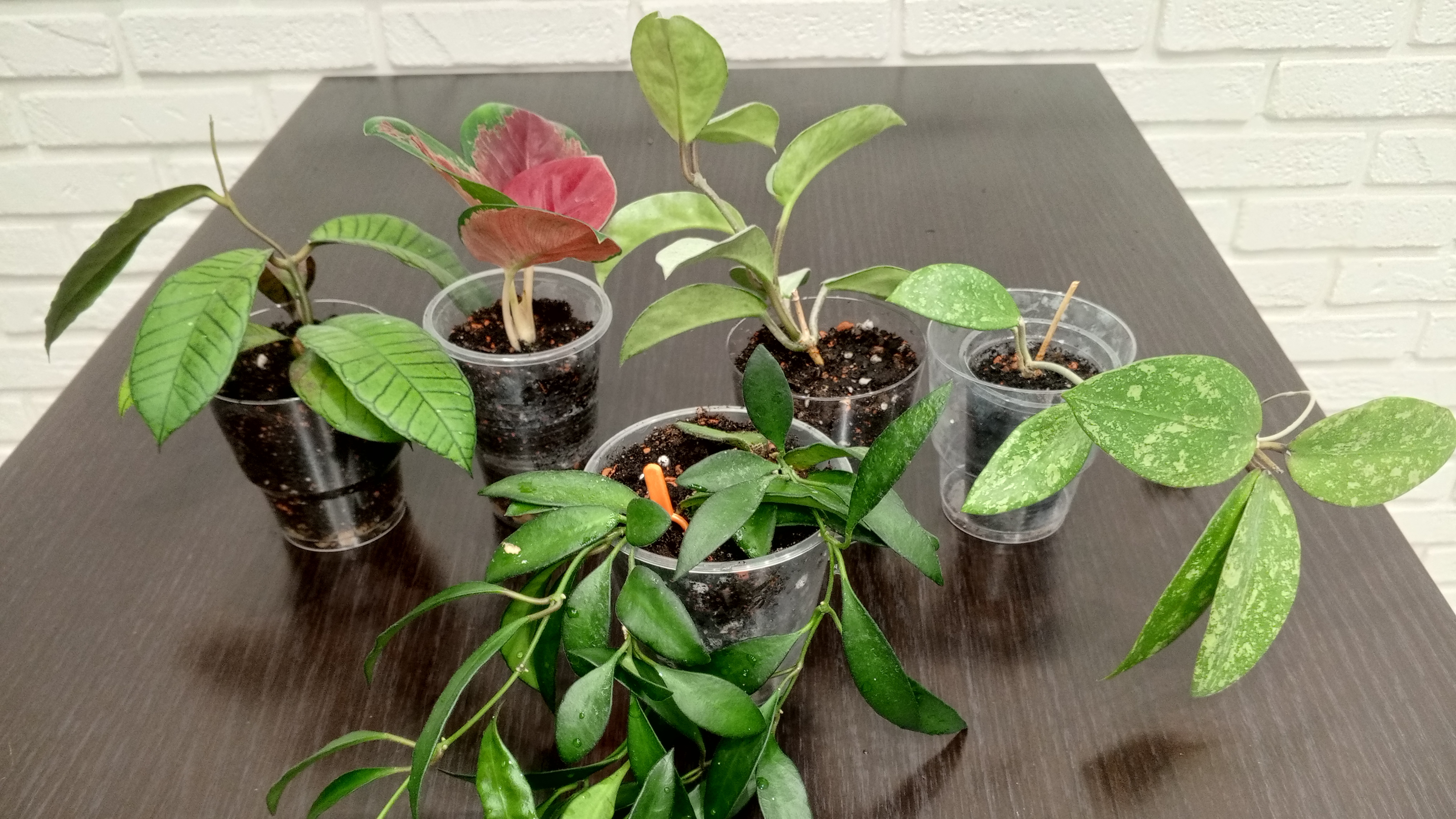 Дела цветочные - пересадки смотреть онлайн