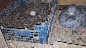 1000108030.mp4 Голуби И.Т. Луганск.