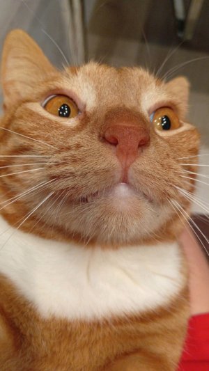 вечерний алог