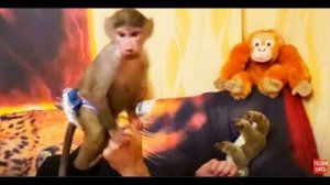 Люся ОСТАЛАСЬ ОДНА и даже готова общаться с Ангелиной и как всегда СТАЩИТЬ МАНГО!