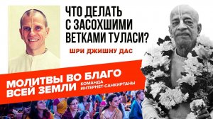 Что делать с засохшими ветками Туласи?