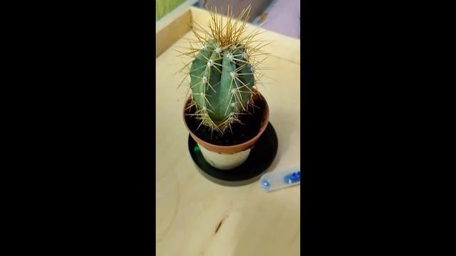 ✨study Day✨/maria Study🫧/^-^/🌵/продуктивность в воскресенье ✨