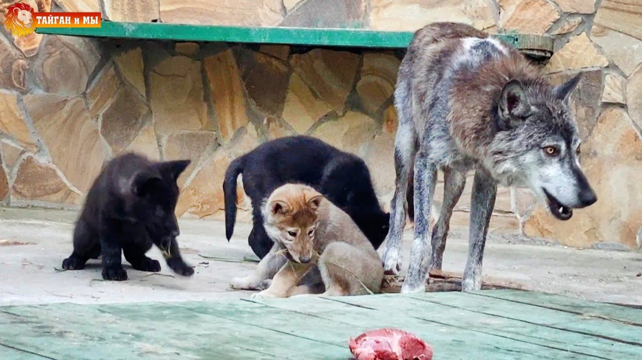 Дикие волчата мамы Евы. Тайган. 2021