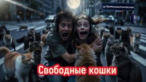 Свободные кошки по улице Бржешештыковской.Телефонные аферисты