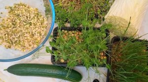 Салат с микрозеленью