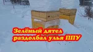 ДЯТЕЛ РАЗДОЛБАЛ УЛЬЯ, ЧИСТИМ СНЕГ, ЗИМОВКА ПЧЁЛ.