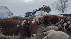 Утро -27 греем МТЗ.Скот не даёт лежать на диване.