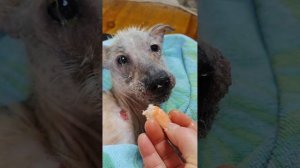 У Снежочка на завтрак деликатес