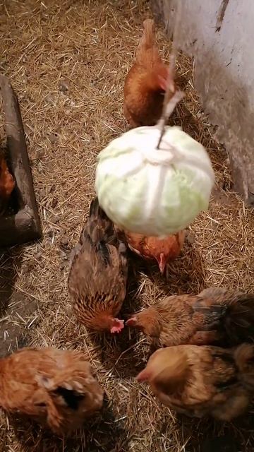 Купуста на гвозде для яйценоскости курам.