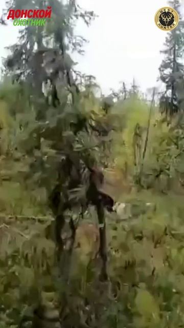 Охота на МЕДВЕДЯ смотреть онлайн