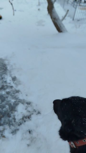 как я съехала с горки