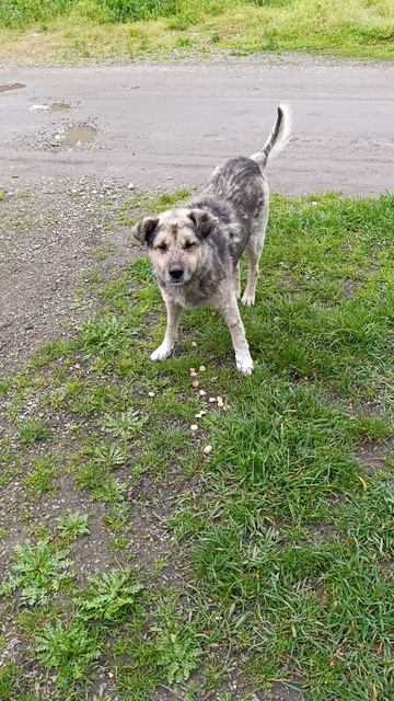 Серенький в гости пришёл смотреть онлайн