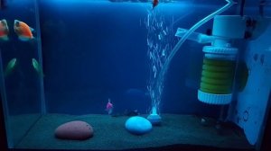 Аквариумные рыбки