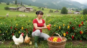 Сбор урожая сладкого перца чили для продажи на рынке. Спокойный день в сельской местности. Фуонг