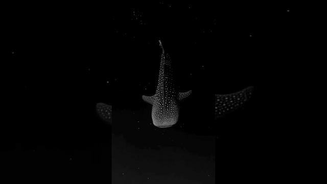 Акулы.mp4 смотреть онлайн