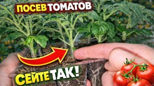 Как правильно сеять томаты чтобы рассада не вытягивалась и  урожай был богатым