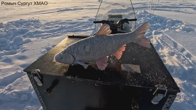 Проверка удочек. 47 день. смотреть онлайн