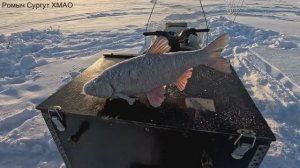 Проверка удочек. 47 день.